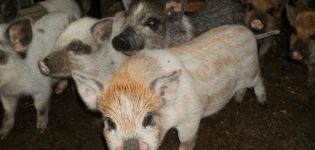 Beschreibung und Merkmale der Karmaly-Schweinerasse, Aufzucht und Zucht