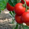 Najlepšie odrody klastrových paradajok do skleníkov a na otvorenom priestranstve