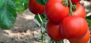 Najlepšie odrody klastrových paradajok do skleníkov a na otvorenom priestranstve