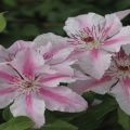 Descripció i subtileses de les varietats de clematis creixents Pink Fantasy