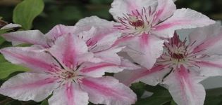 Description and subtleties of growing clematis varieties Pink Fantasy
