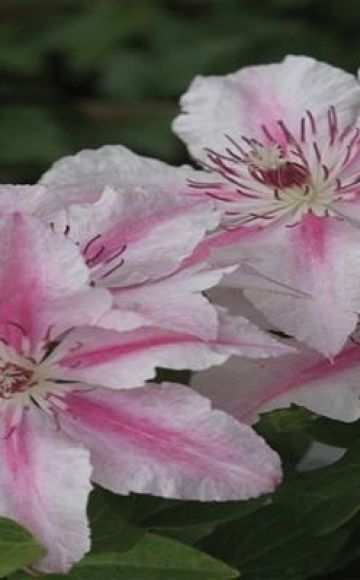 Description and subtleties of growing clematis varieties Pink Fantasy