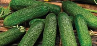 Description of the Claudine cucumber variety, its characteristics and cultivation