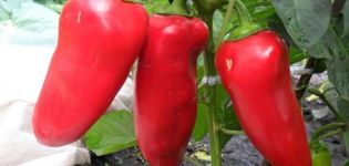 Charakteristika a popis odrůdy ušního pepře Volovye