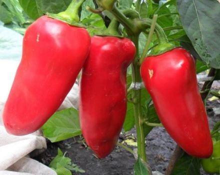 Characteristics and description of the variety of pepper Volovye ear