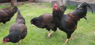 Description et caractéristiques des poulets de Cornouailles, règles de soins et d'entretien