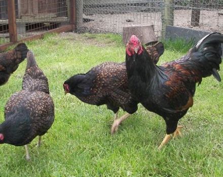 Descripció i característiques dels pollastres còrnics, regles de cura i manteniment