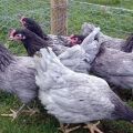 Beskrivelse og regler for opbevaring af kyllinger af racen Aurora