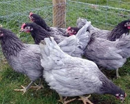 Description and rules for keeping chickens of the Aurora breed