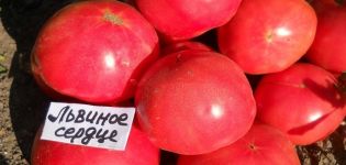 Beschrijving van het tomatenras Lionheart, zijn kenmerken en productiviteit