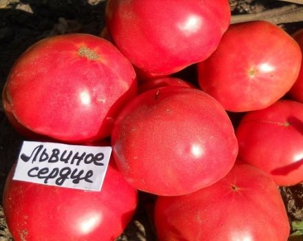 Lionheart tomātu šķirnes apraksts, tās īpašības un produktivitāte