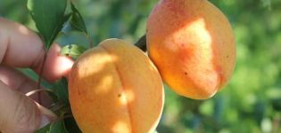 Krimas Amur aprikožu šķirnes raksturojums un koka priekšrocību un trūkumu apraksts