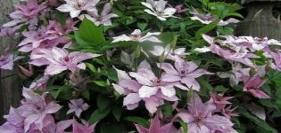 Description and characteristics of Clematis Hegley hybrid, planting and pruning group