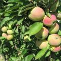 وصف مجموعة متنوعة من أشجار التفاح القزمية Snowdrop ، وخصائص الغلة ومناطق النمو