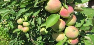 Opis sorte patuljastih jabuka Snijeg, karakteristike prinosa i regije uzgoja