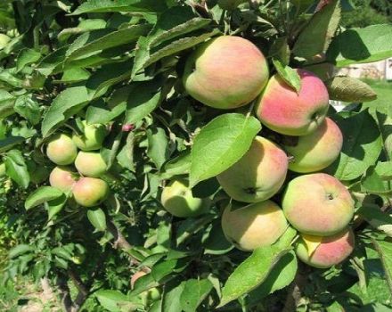 Descrizione della varietà di meli nani Bucaneve, caratteristiche della resa e regioni di coltivazione