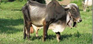 Description and characteristics of the zebu animal, habitat and content of the breed
