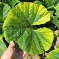 Causes, types and treatment of chlorosis of cucumber leaves