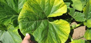 Узроци, врсте и лечење хлорозе листова краставца