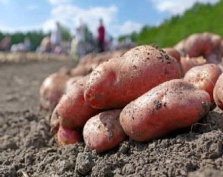 Beskrivning av potetsorten Lyubava, funktioner för odling och skötsel
