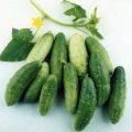 The best varieties of cucumbers for the northwest: Altai, Miranda, Cascade, Restina and Altai early