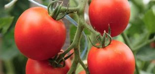 Descrizione della varietà di pomodoro Ivanhoe e delle sue caratteristiche