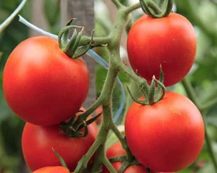 Ivanhoe domates çeşidinin tanımı ve özellikleri
