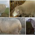 Description and characteristics of sheep of the Tashlin breed, maintenance rules