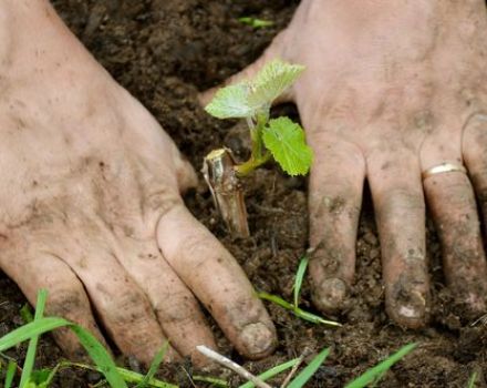 Regels voor het planten, kweken en verzorgen van druiven in de Oeral in de zomer voor beginners