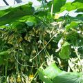 Le migliori varietà di cetrioli a grappolo per terreni aperti e serre e la loro coltivazione