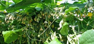 Najlepsze odmiany ogórków kiściowych do uprawy na otwartym terenie i szklarniach oraz ich uprawa