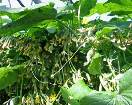 Las mejores variedades de pepinos en racimo para campo abierto e invernaderos, y su cultivo.