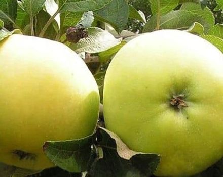 Beskrivning och egenskaper för Kastel äppelsorten, skörd och lagring, sorter