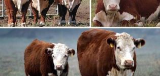 Περιγραφή και χαρακτηριστικά των βοοειδών Hereford, συντήρησης και αναπαραγωγής