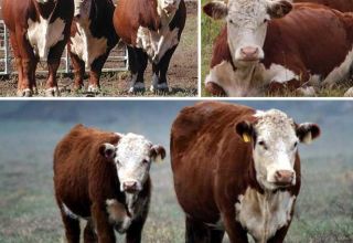 Anforderungen und Bedingungen für die Zucht und Haltung von Rindern