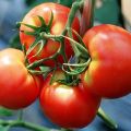 Najbolje sorte Kirov selekcijske rajčice za staklenike i otvoreni teren