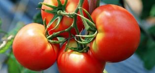 Parhaat lajit Kirov-valinta tomaatit kasvihuoneisiin ja avomaan