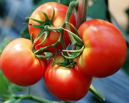 Le migliori varietà di pomodori selezione Kirov per serre e terreni aperti