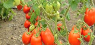 Descripción de la variedad de tomate Roker y sus características.