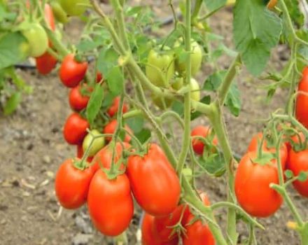 Beschrijving van de variëteit aan tomaten Roker en zijn kenmerken