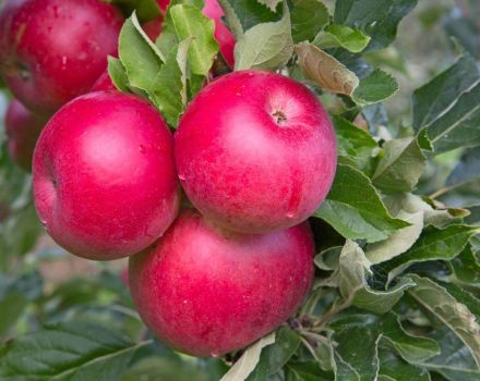 Description and characteristics of the Christmas apple tree, planting and care rules