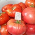 Opis odmiany pomidora Cukier różowy, cechy uprawy i pielęgnacji