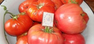 Tomaattilajikkeen vaaleanpunainen sokeri kuvaus, viljely ja hoito
