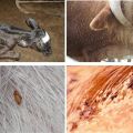 Síntomas de los piojos en el ganado y cómo se ven los parásitos, qué hacer para el tratamiento