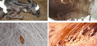 I sintomi dei pidocchi nei bovini e l'aspetto dei parassiti, cosa fare per il trattamento