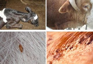 Symptoms of lice in cattle and what the parasites look like, what to do for treatment