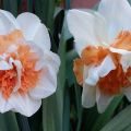 Descripció i característiques de la varietat Narcissus Delnasho, regles de plantació i cura de les plantes