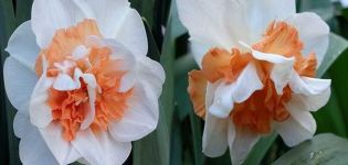 Narcissus Delnasho -lajikkeen kuvaus ja ominaisuudet, istutussäännöt ja kasvien hoito