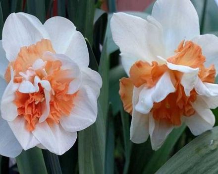 Narcissus Delnasho çeşidinin tanımı ve özellikleri, dikim kuralları ve bitki bakımı