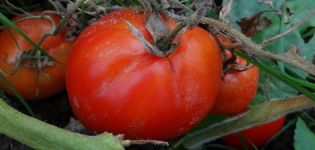 Kenmerken en beschrijving van de tomatenvariëteit Canopus, opbrengst